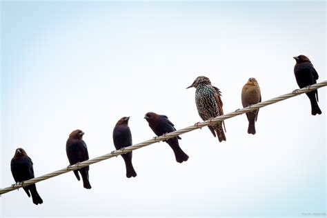 Birds On A Wire® .